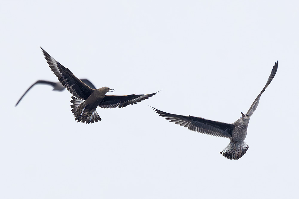 Arctic skua